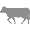 Procesamiento de carne de res