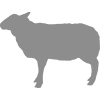 Procesamiento de carne de cordero