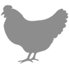 Procesamiento de carne de pollo
