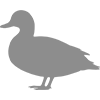 Procesamiento de carne de pato 