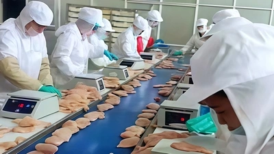 Máquina automática de enharinado de pollo para Sunner Group